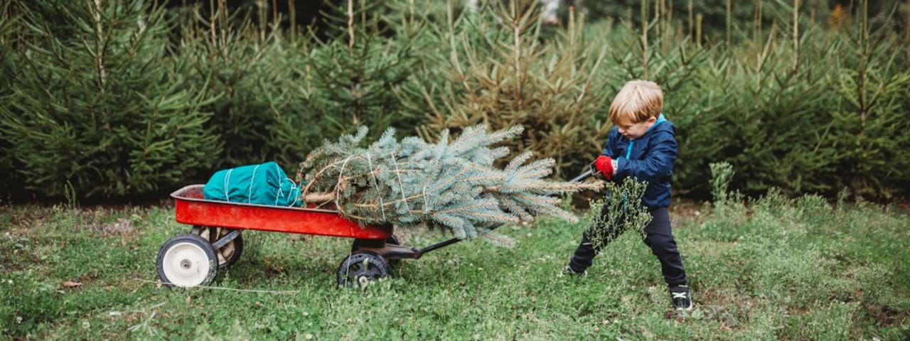 Nachhaltig denken beim Weihnachtsbaum-Kauf
